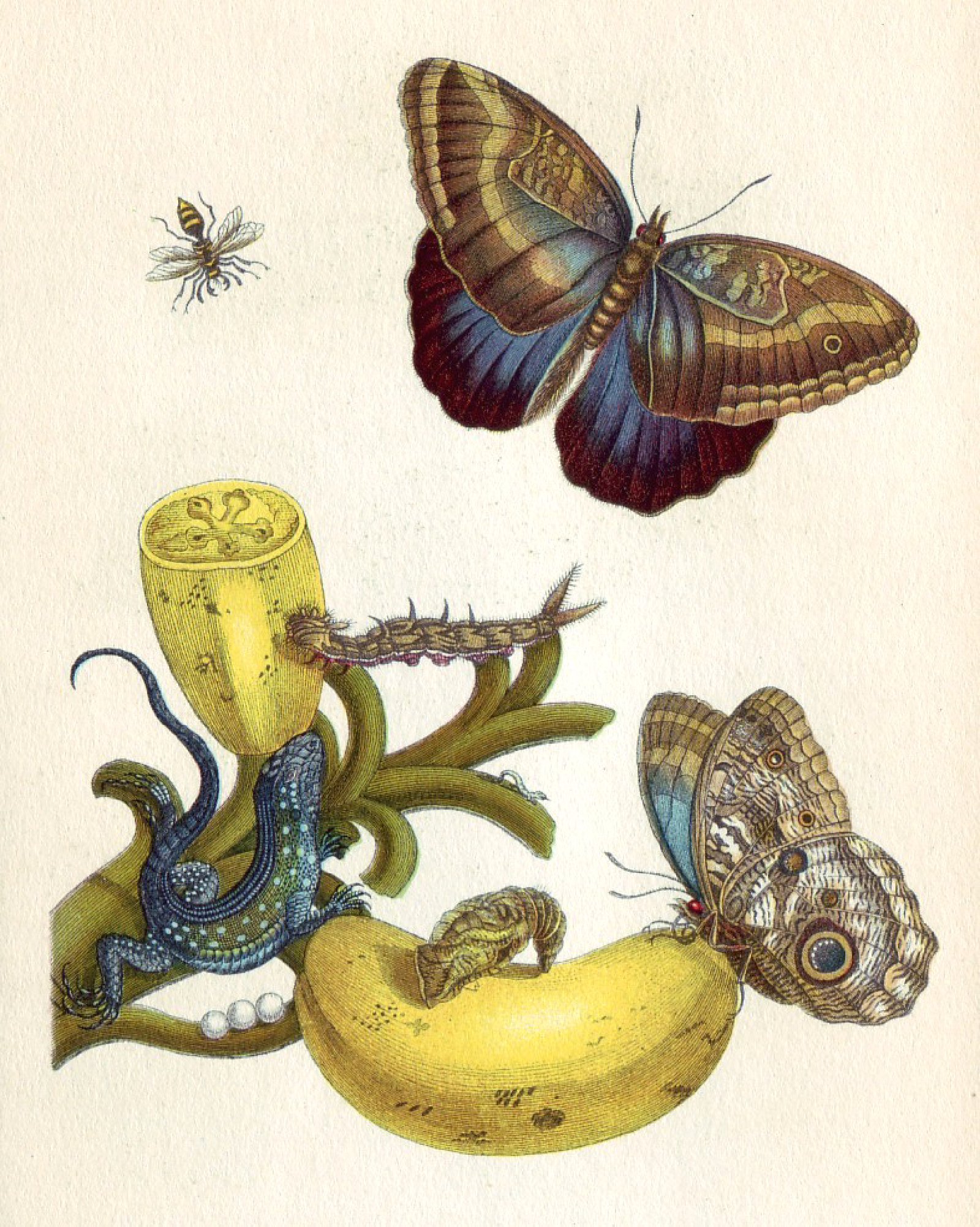 Merian Metamorphosis XXIII