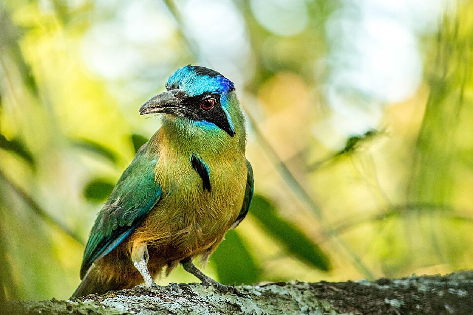 Amazonasmotmot